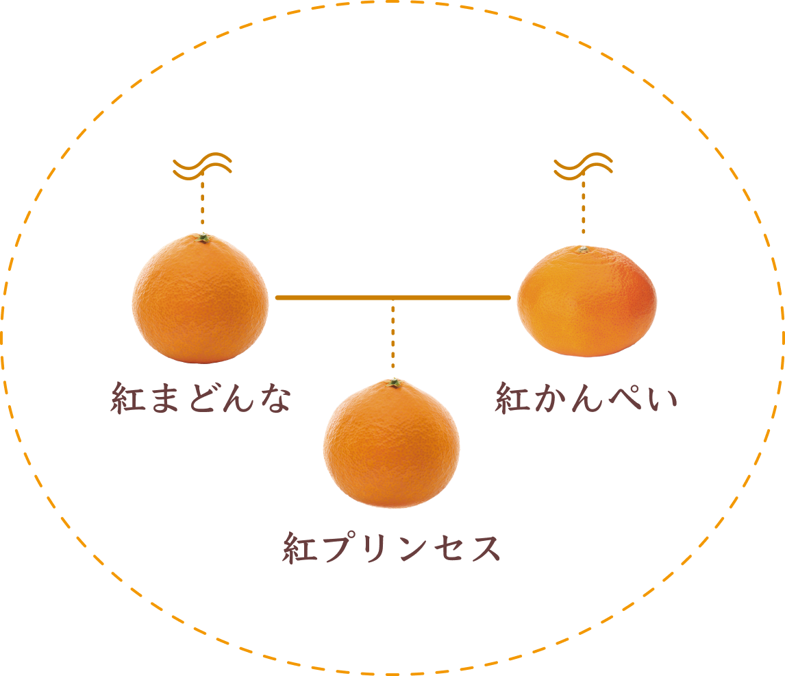 紅プリンセスの相関図